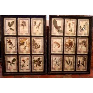 Rare Set Of 10 Herbarium Plates - Dated 1913 - Italy. Florence