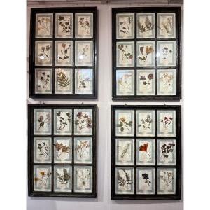 Rare Set Of 10 Herbarium Plates - Dated 1913 - Italy. Florence