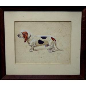 "basset Hound" By Paul Mahler Around 1900