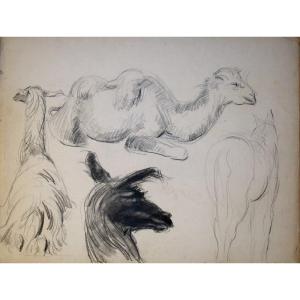 "camel, Lama, Horse" Drawing By Rodolphe Caillaux