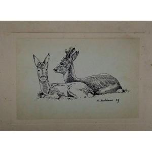 "roe Deer At Rest" By Alfred Andrieux ...1929