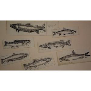 Set Of 7 "fish" Drawings By Alfred Andrieux ...1930