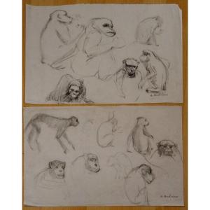 "monkey Studies" By Alfred Andrieux Circa 1930