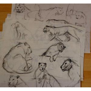 8 Large Drawings "lioness Studies" By Alfred Andrieux Circa 1930