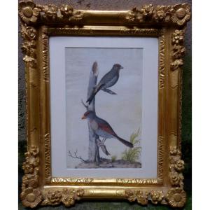 "birds" Gouache, Vellum, School Of Nicolas Robert (17th Century)