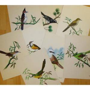 Set Of 10 "exotic Birds" Watercolors By Cbsingh