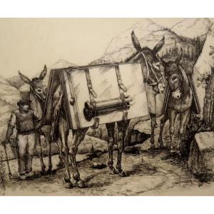 "donkeys" In Montains