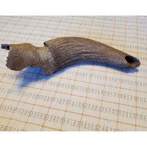 Taxidermy - Fossil - Bovid Horn.    