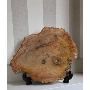 Cut Or Slice Of Petrified Wood On Its Support