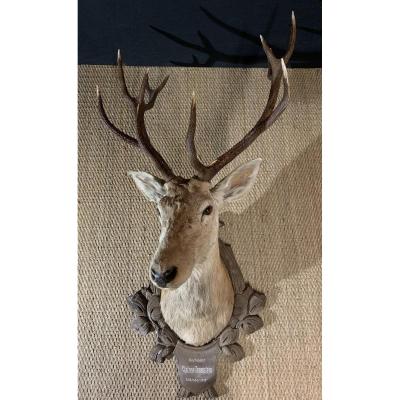 Large Black Forest Hunting Trophy, XXth