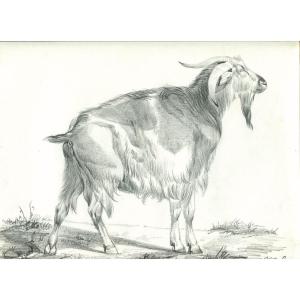 Portrait Of A Goat - Original Animal Pencil Drawing