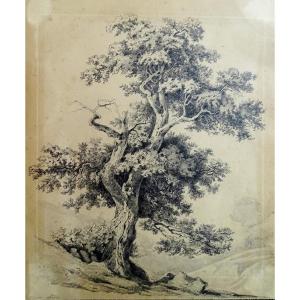 Original Antique Drawing Depicting An Old Oak Tree