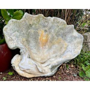 Fossilized Giant Clam "tridacna Gigas" Oceania Vanuatu Tribal Art