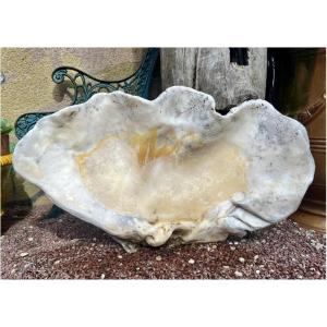 Fossilized Giant Clam “tridacna Gigas” Oceania Vanuatu Primitive Art