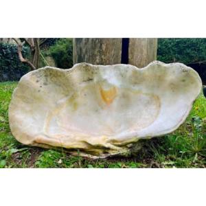 Giant Fossilized Clam "tridacna Gigas" Vanuatu Oceania Tribal Art