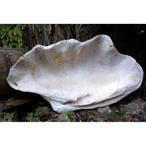 Giant Fossilized Stoup "tridacna Gigas" Vanuatu Oceania