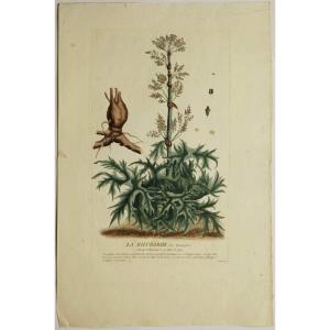 Botany - Flowers: 18th-century Colored Engraving Of Rhubarb