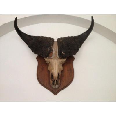 Buffalo Trophy