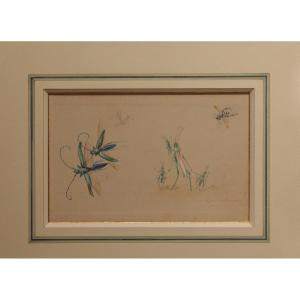 Humorous Studies, Gouache Drawing, Representative Of Insects Signed And Dated 1910