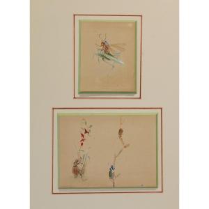 2 Humorous Studies Representing Insects Between 1910 And 1920