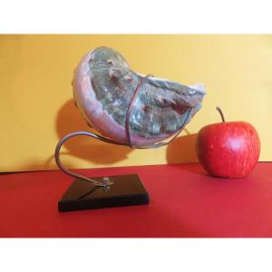 Shell "turbo Marmoratus" Called "green Turban" Mounted On A Base