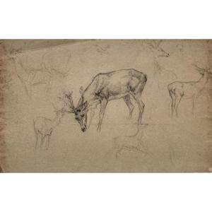 Paul Tavernier, Deer