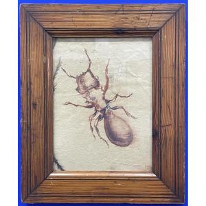 Daniel Jacques Allonsius (1923-1995) - The Ant - Curiosities Painting, Ink On Paper 