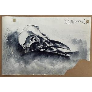 Allonsius Daniel Jacques (1923 - 1995) Crow Skull, Mixed Media On Paper