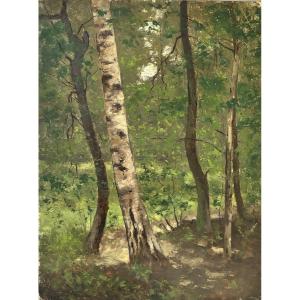 Arthur Perdreau (19th-20th Century), Study Of Tree: Birch, Barbizon School, Oil On Canvas