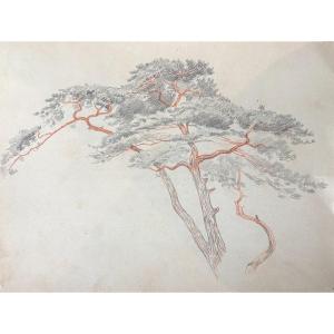 André Morisset (born 1876), Study Of Pine, Pencil Drawing