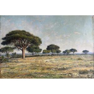 Jean Baptiste Eliche (born In 1866), Landscape With Pine Trees In Hyères, In The Var, Oil On Canvas