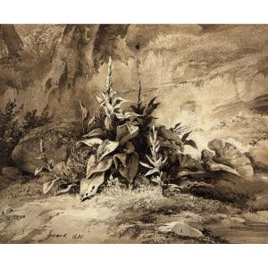 Pierre Girard (paris 1806-1872), Plant Study: Mullein, Wash Drawing And Watercolor