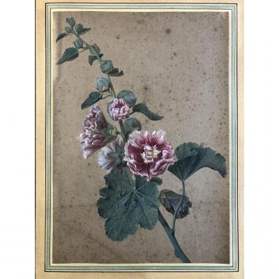Gérard Van Spaendonck (1746-1822) (entourage Of), Study Of Hollyhocks, Gouache On Paper