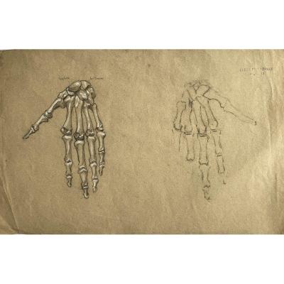 French School 1912-1913, The Anatomy Course: Study Of The Skeleton Of The Hand, Drawing