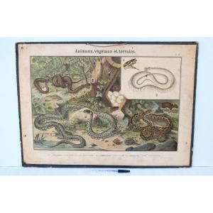 Didactic School Board Reptiles XIXth Ch. Delagrave.