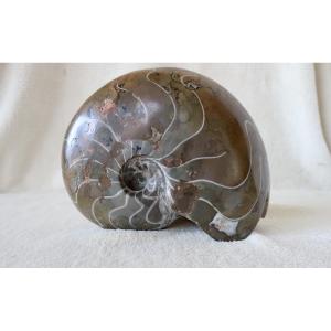 Large Polished Fossil Of Nautilus, Ammonite, 3.381 Kg