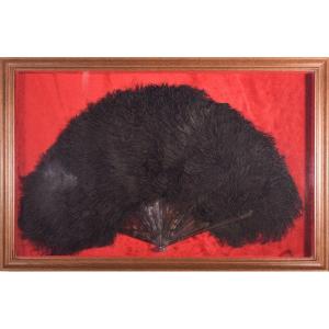 Framed - Ostrich Feather Fan