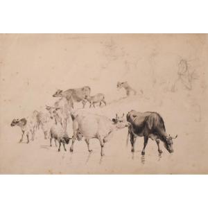 Study Of Cattle And Sheep – Thomas Sidney Cooper Or Follower