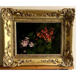 Geraniums