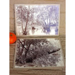 2 Tree Studies Albuminated Photos 1905 (format: 20 X 14 Cm.)