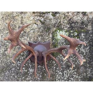 Large Deer Antlers With A Bizarre Head?