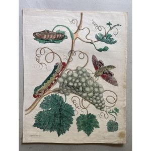 Marian Maria Sibylla (1647-1717) American Vine Plate 34
