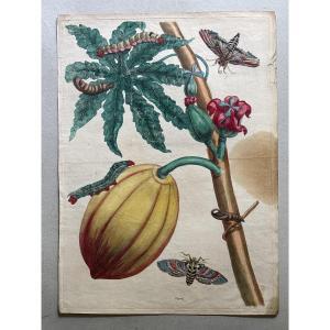 Meriam Maria Sibylla (1647-1717) Papay Plate 64