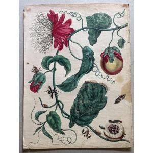 Meriam Maria Sibylla (1647-1717) Marquiaas Plate 21