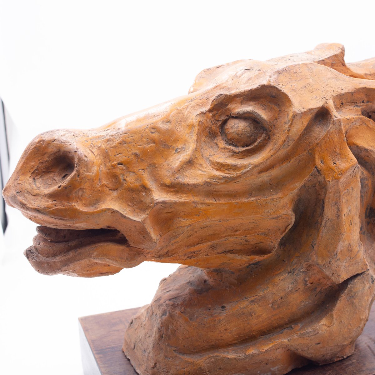 Scultura, Testa di Cavallo in Terracotta, firmato, Epoca '900-photo-8