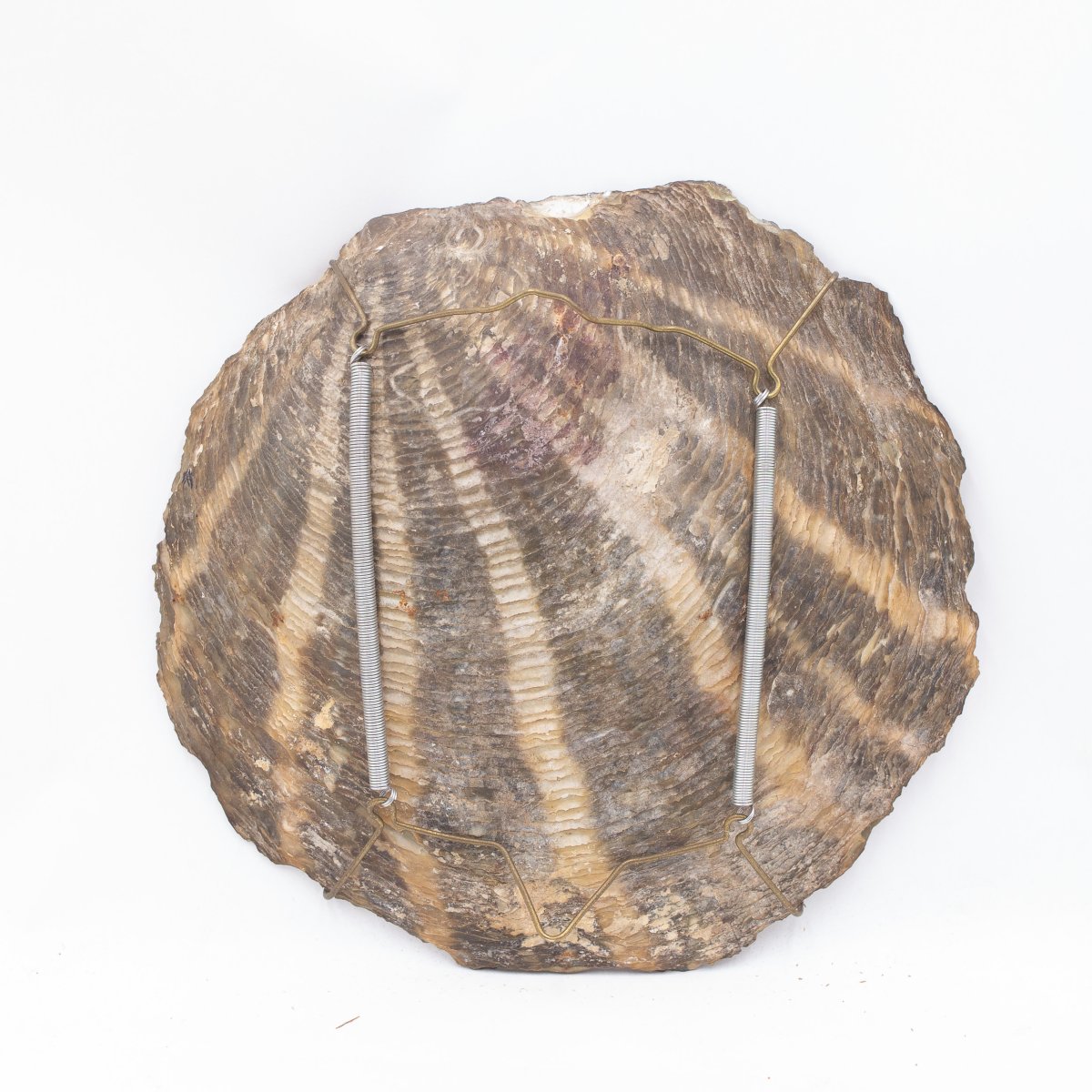 Conchiglia dipinta di Lorenzo Delleani – 1894-photo-4