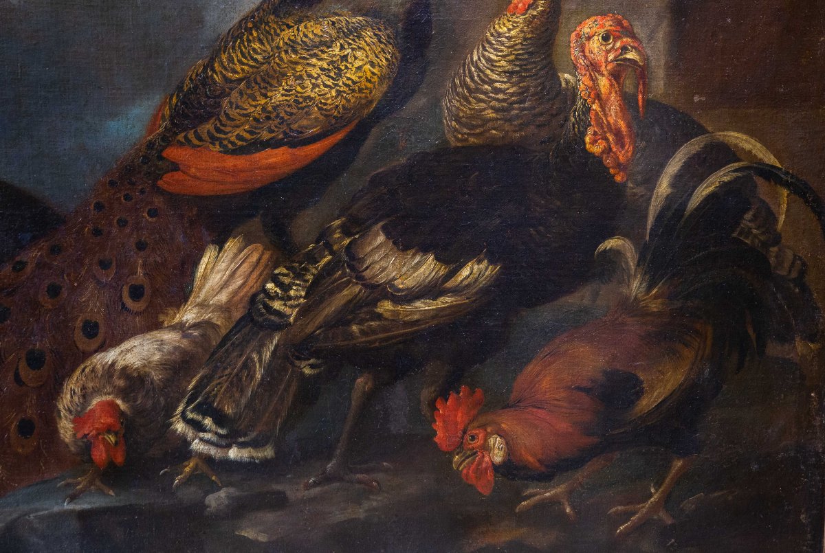 Giovanni Crivelli (detto il Crivellino), "Pavoni, tacchini e galli", olio su tela, Epoca '700-photo-1