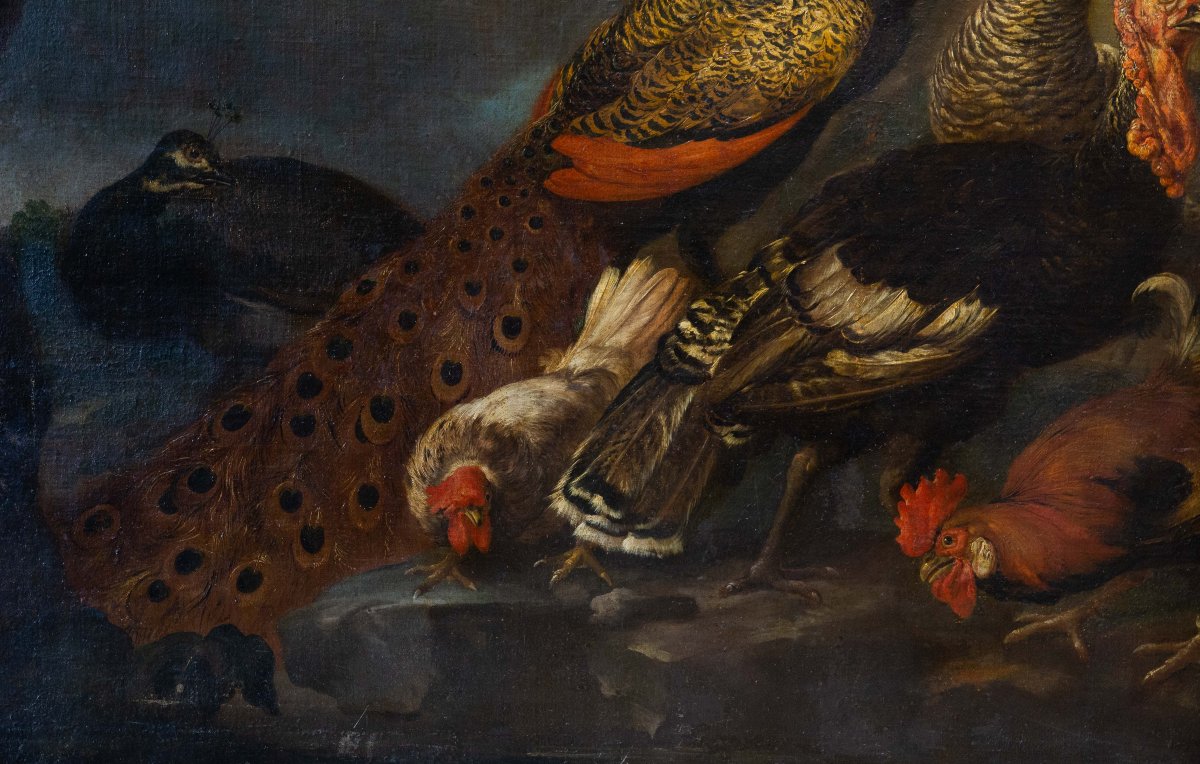 Giovanni Crivelli (detto il Crivellino), "Pavoni, tacchini e galli", olio su tela, Epoca '700-photo-2