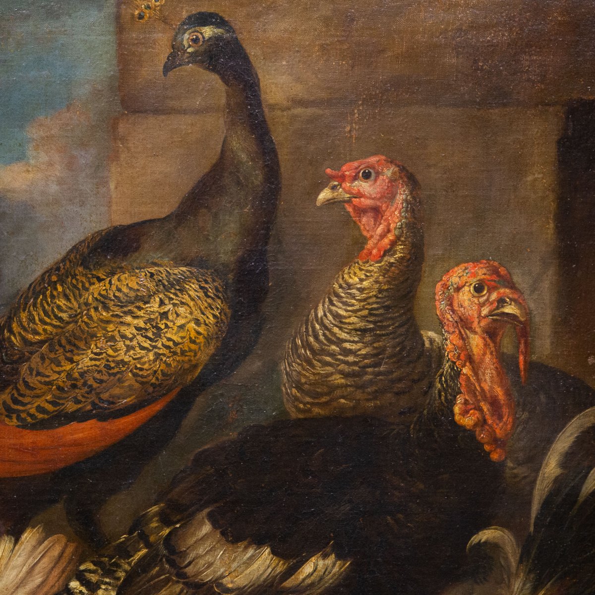 Giovanni Crivelli (detto il Crivellino), "Pavoni, tacchini e galli", olio su tela, Epoca '700-photo-3