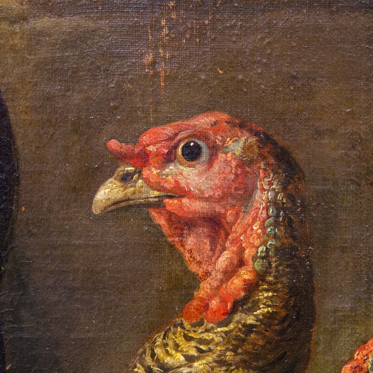 Giovanni Crivelli (detto il Crivellino), "Pavoni, tacchini e galli", olio su tela, Epoca '700-photo-5